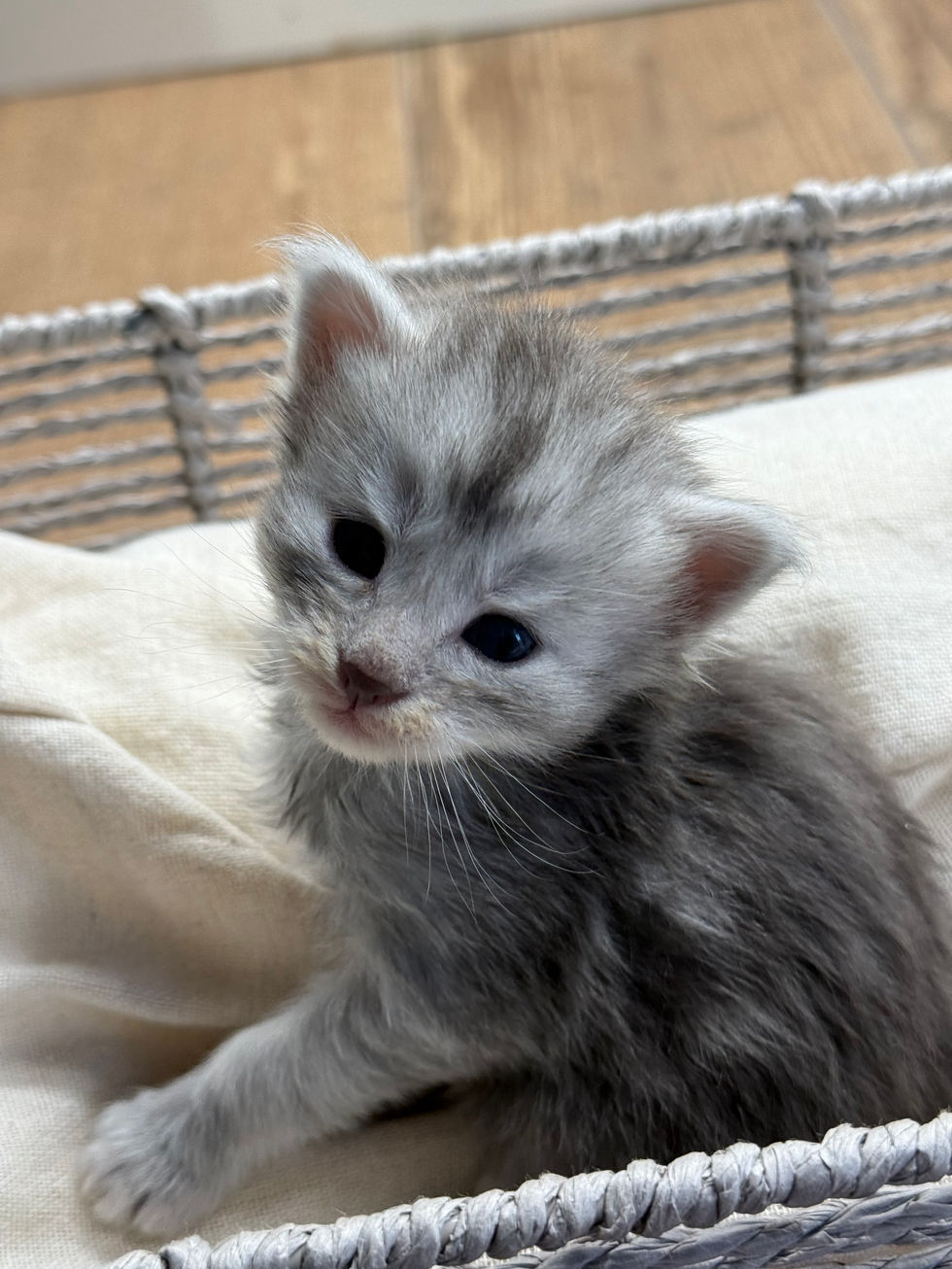 Astrid- 3 weeks