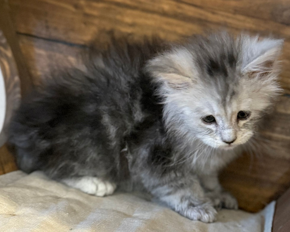 Billie- 6 weeks