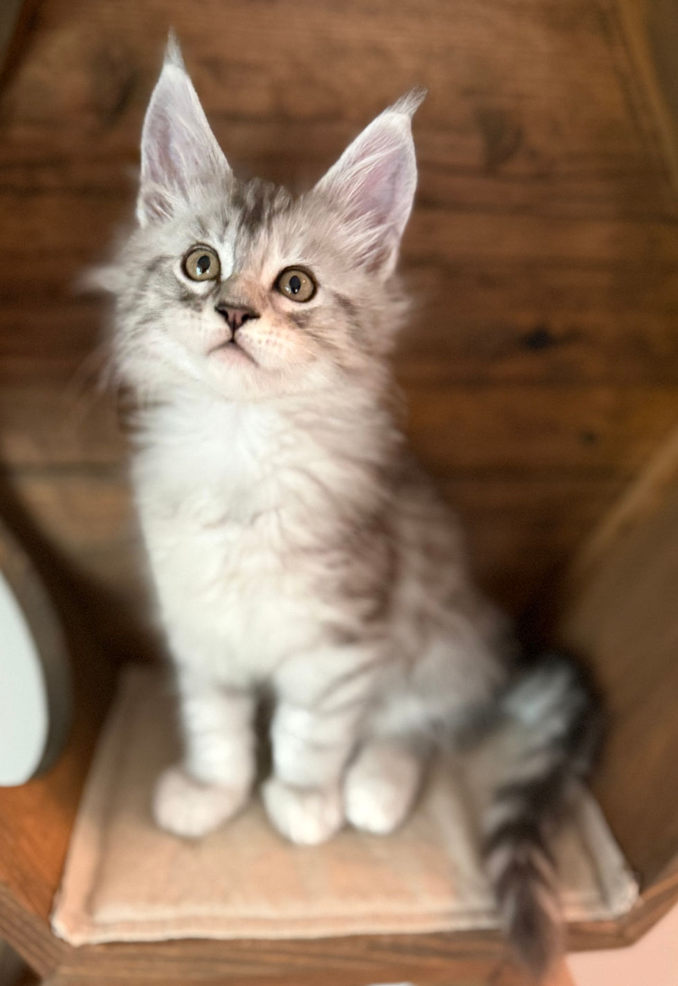 Jackson- 8 weeks