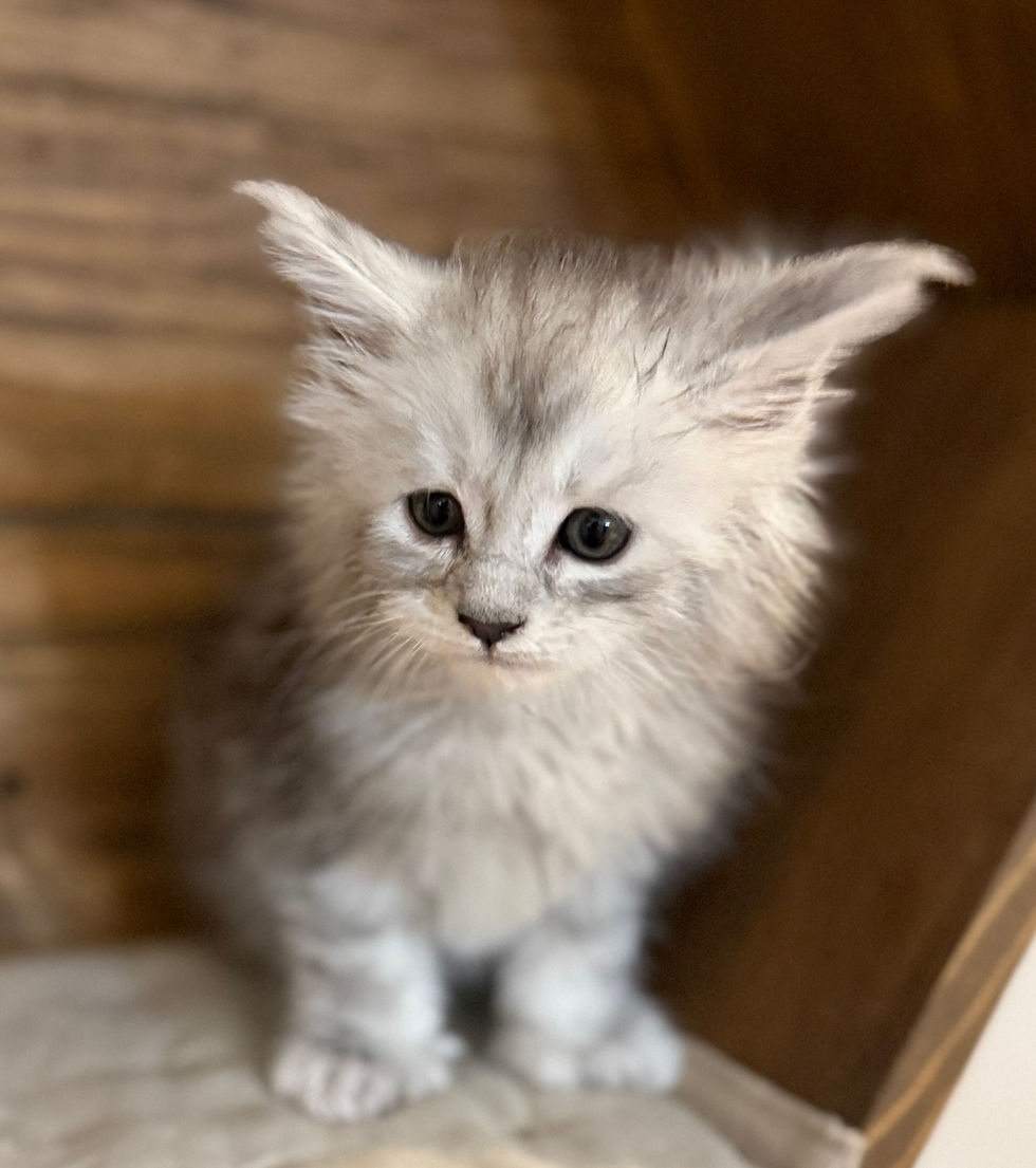 Brooke- 6 weeks