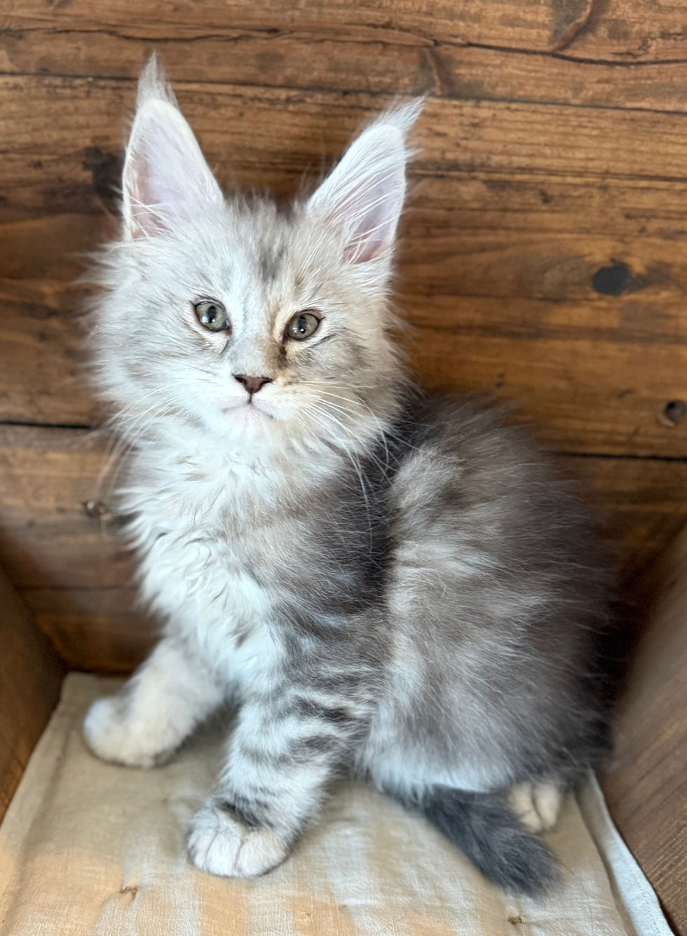 Bond- 8 weeks