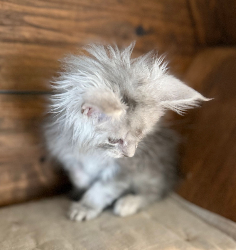 Azuree- 8 weeks