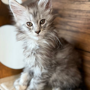 PalicoCoons Bella