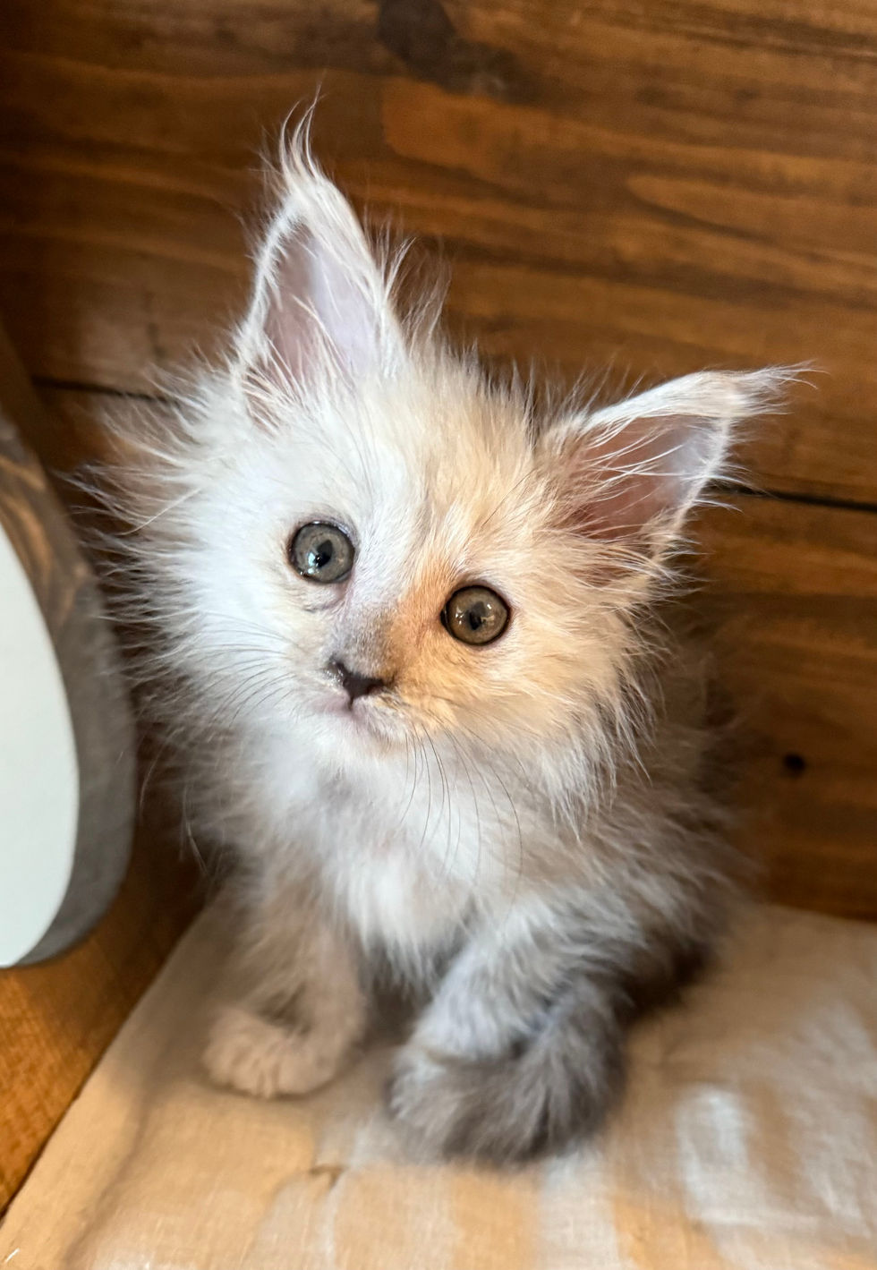 Atlas- 8 weeks