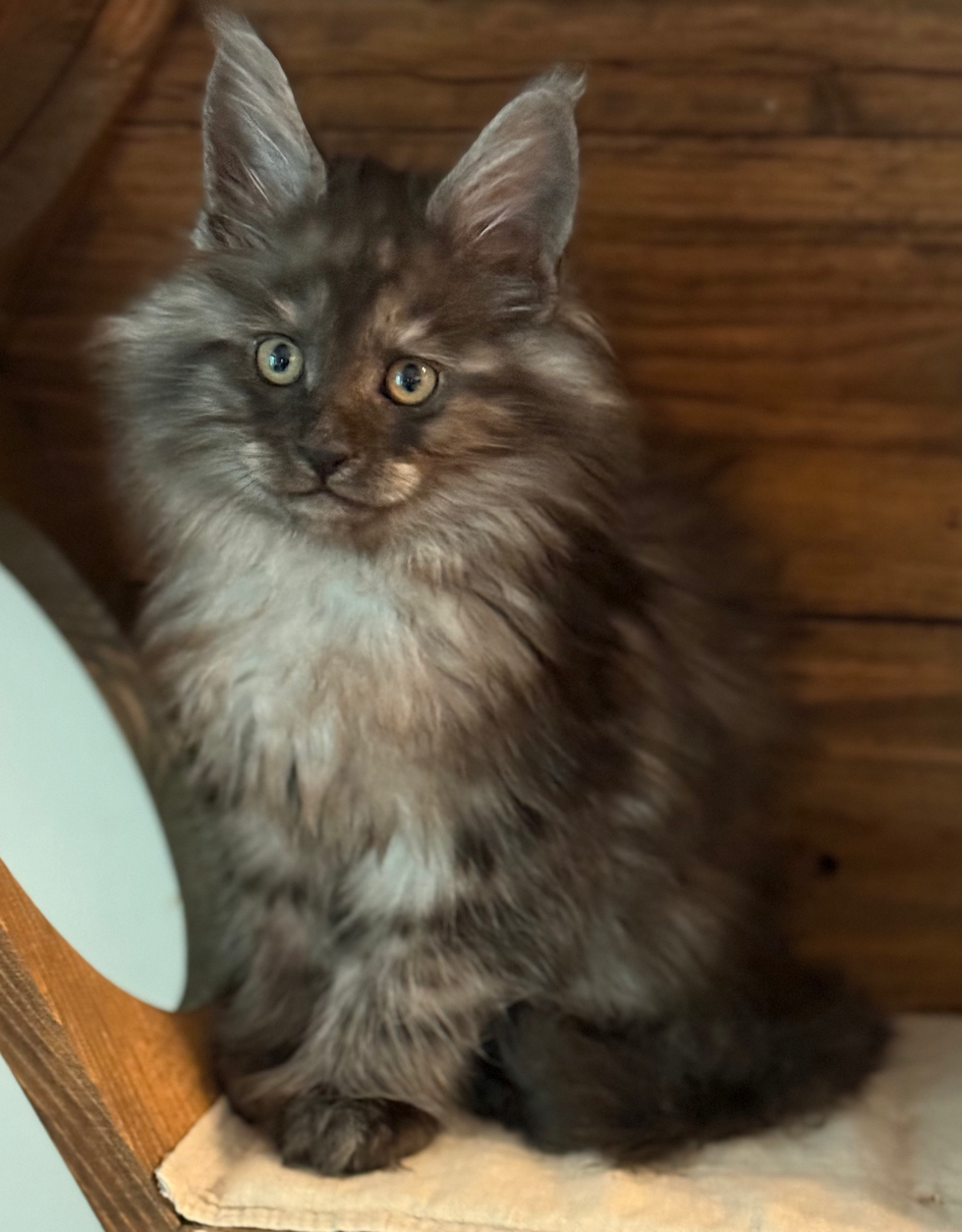 Damion - 10 Weeks