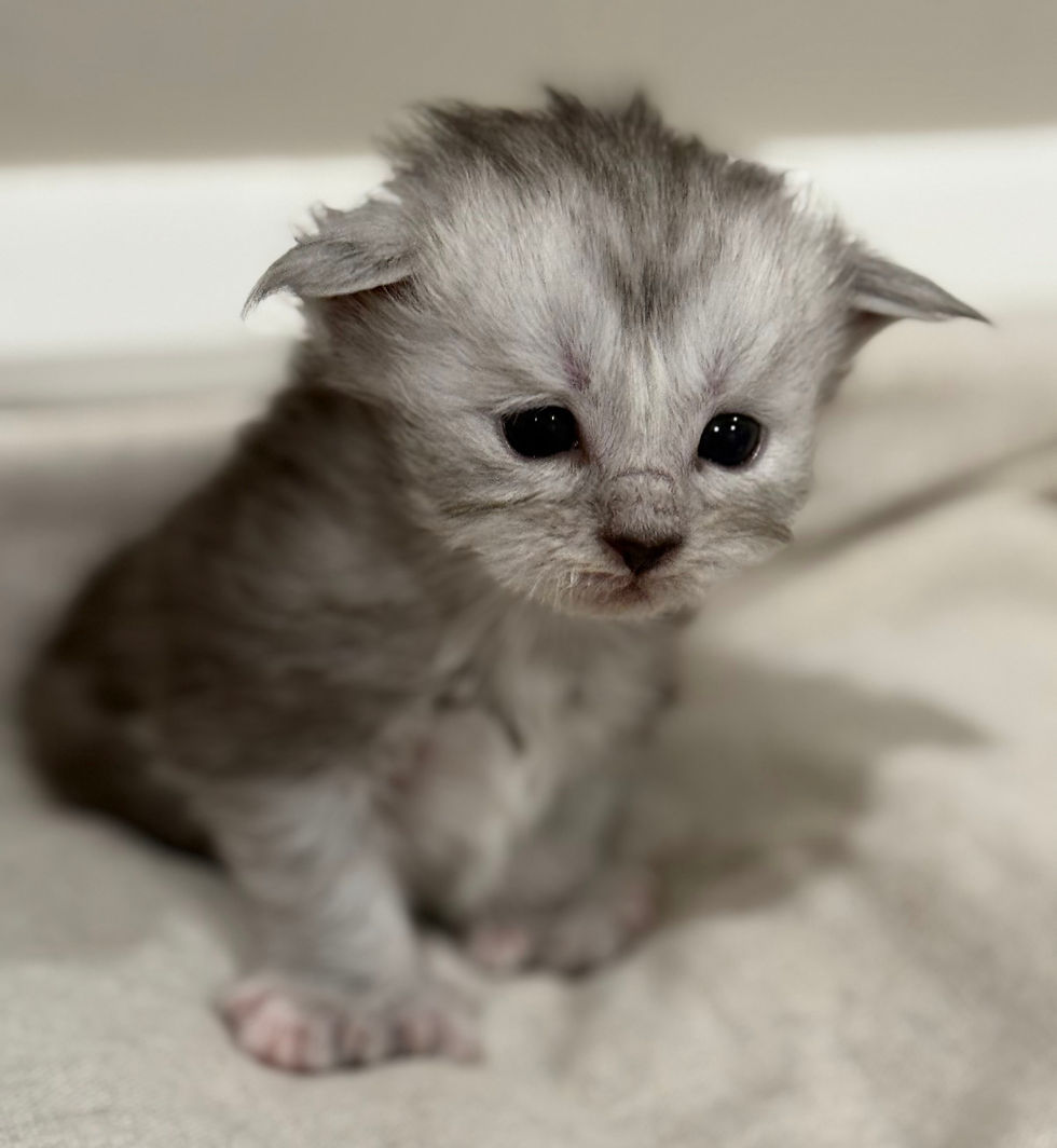 Brooke- 3 weeks