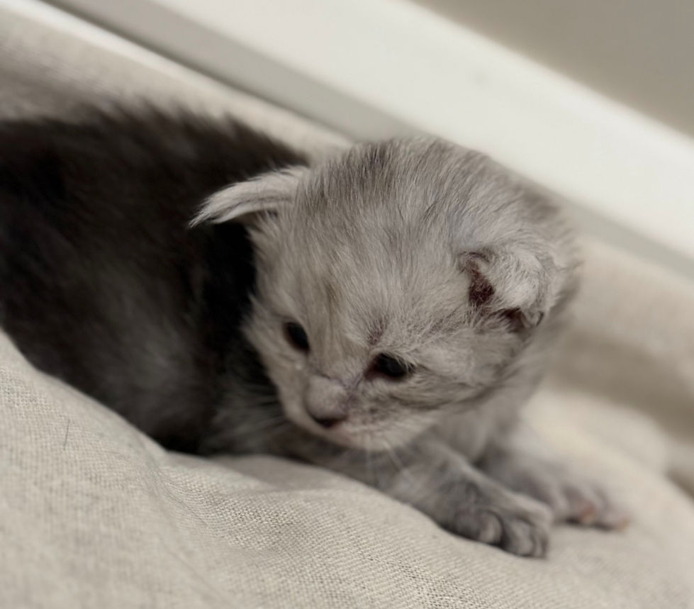 Brinley- 3 weeks