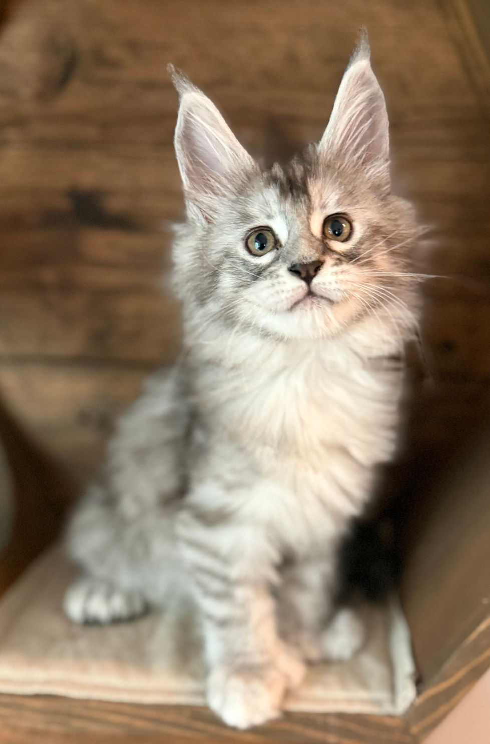 Joy- 8 weeks