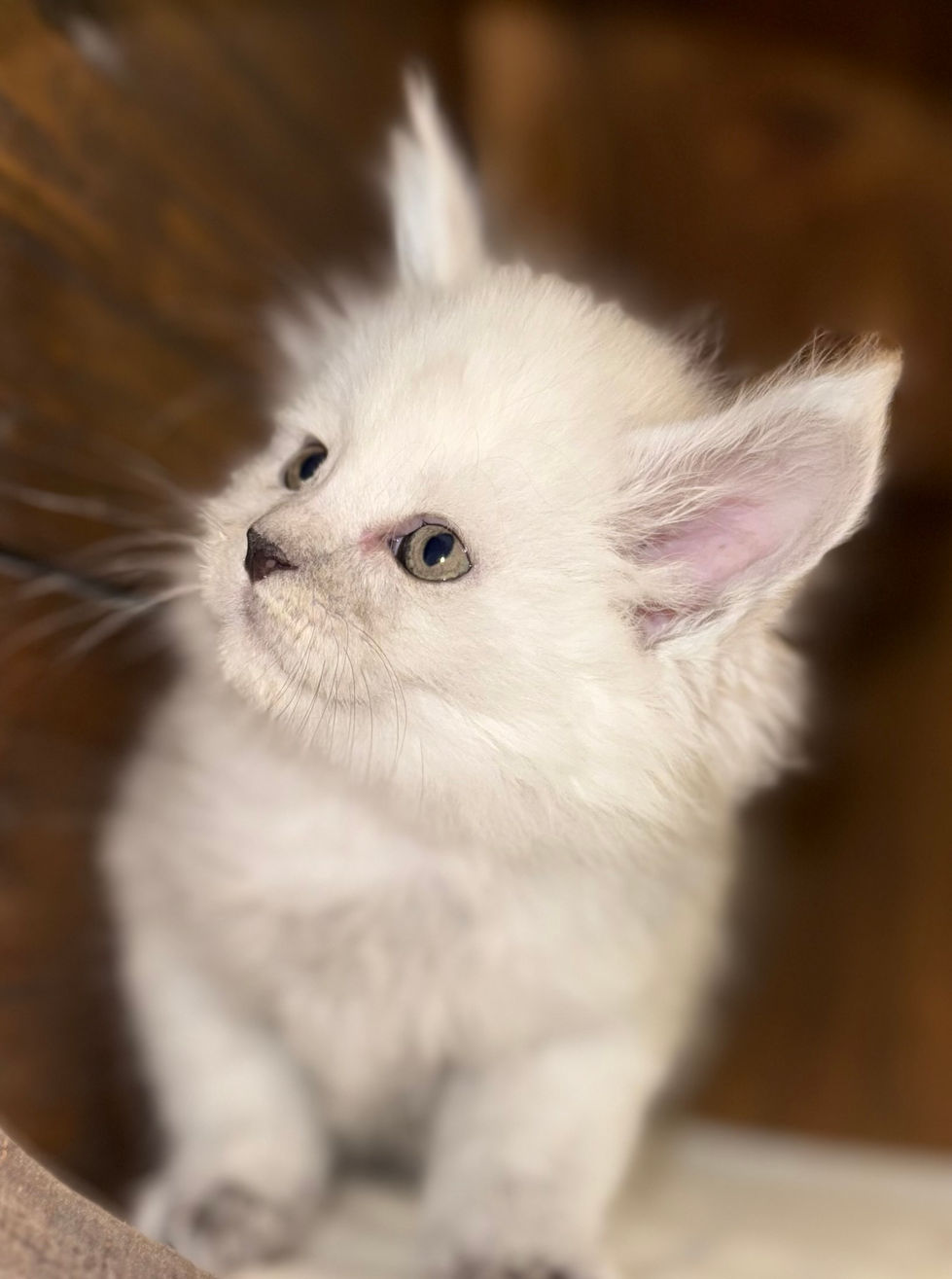 Celeste- 6 weeks