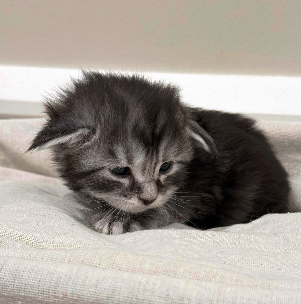 Bode- 3 weeks