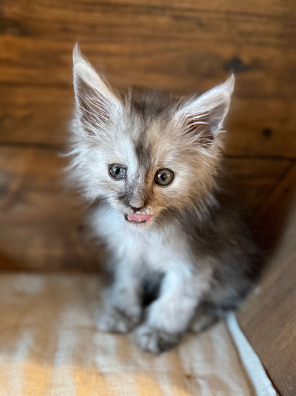 Ash- 8 weeks
