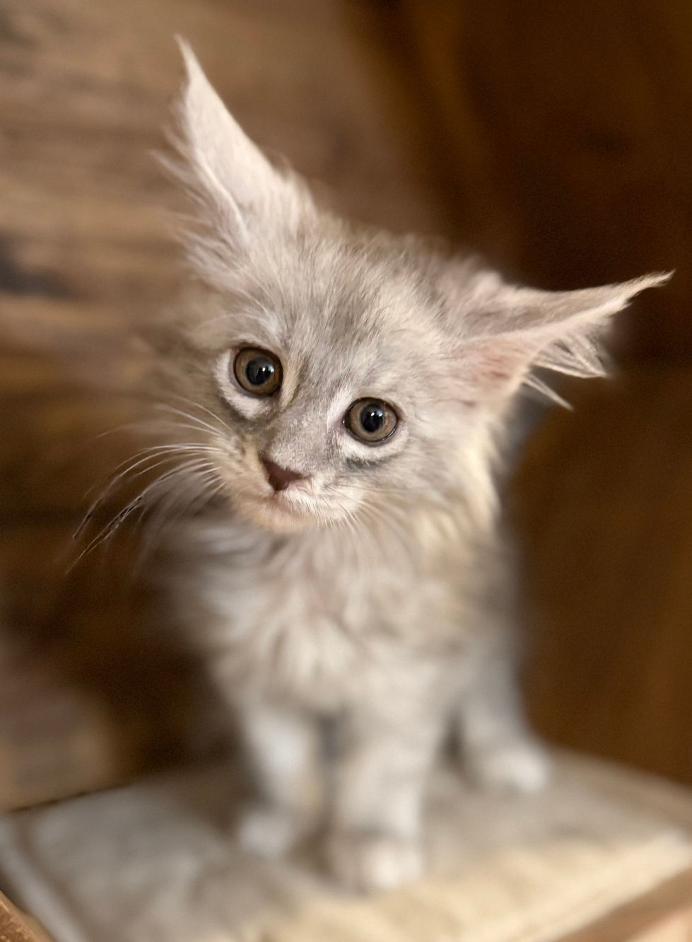 Astrid- 8 weeks