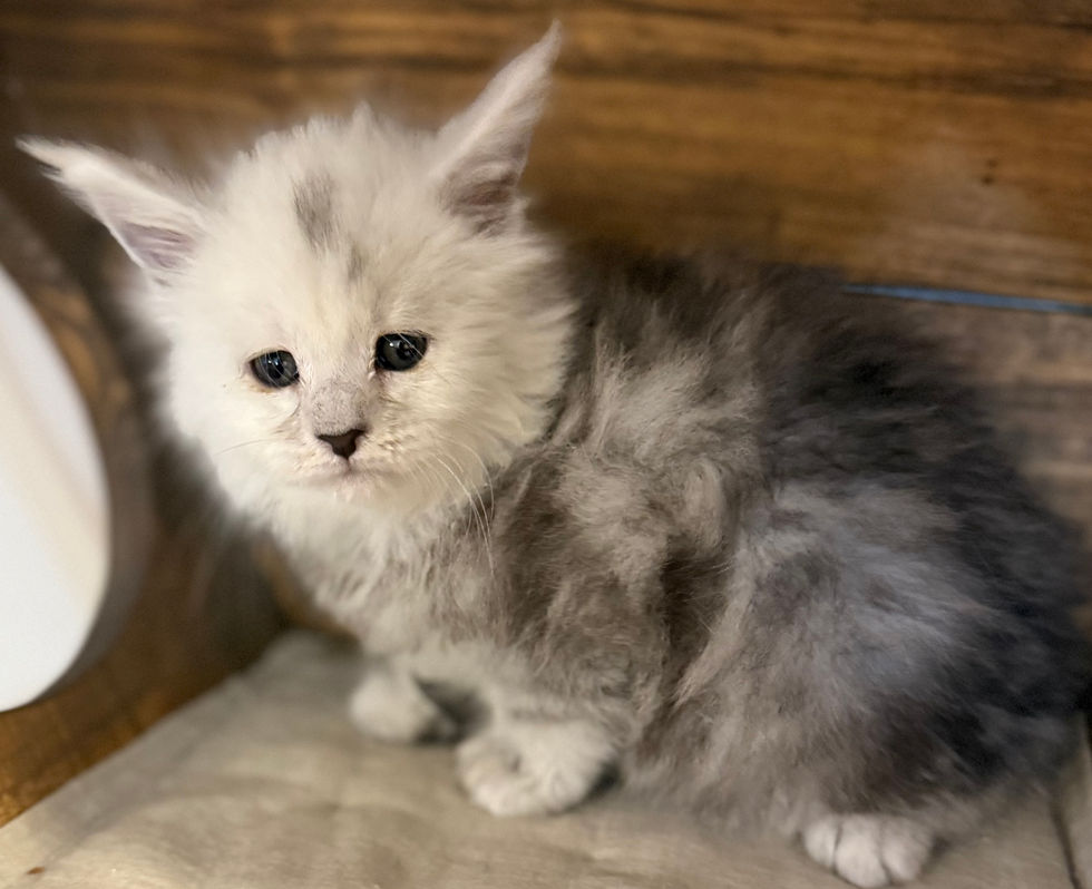 Calla- 6 weeks