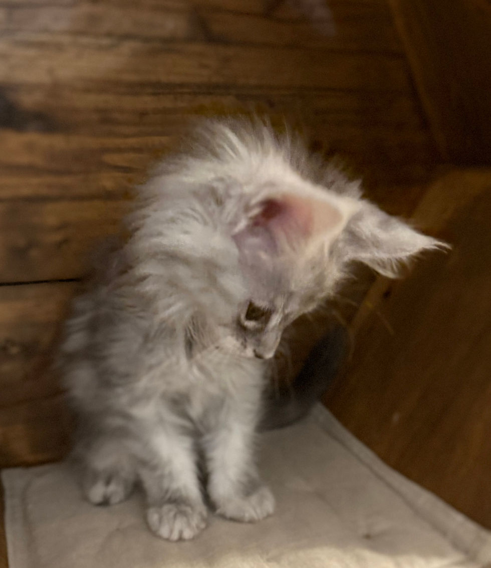 Astrid- 8 weeks
