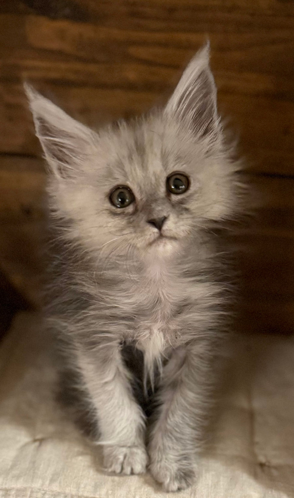Ayla - 9 weeks