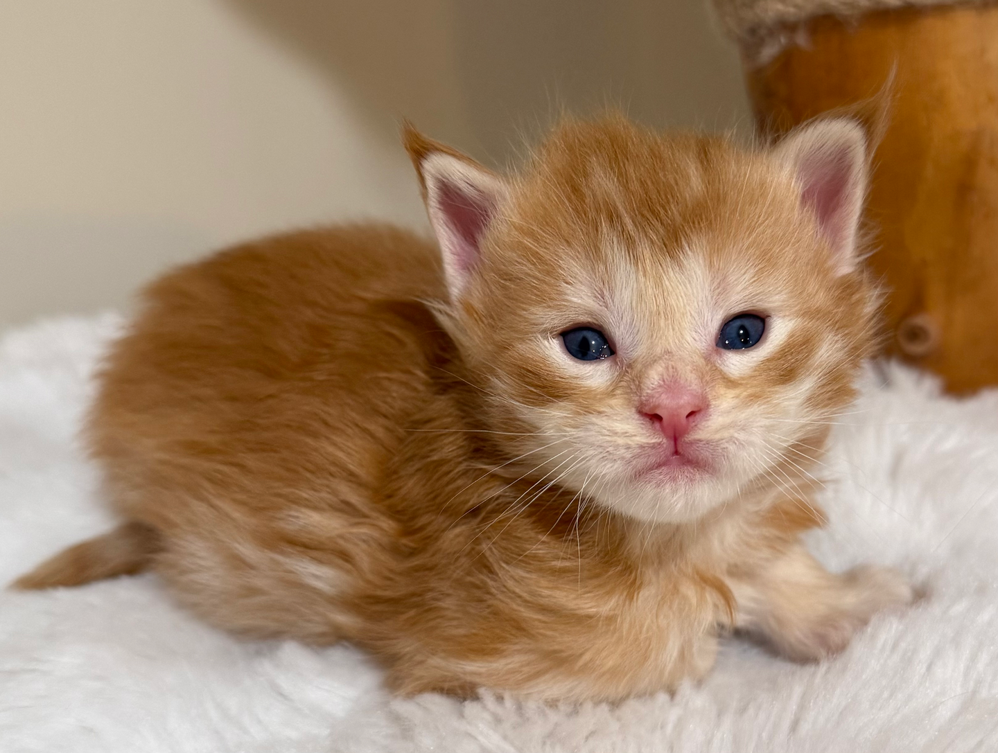Isaac- 3 weeks #2