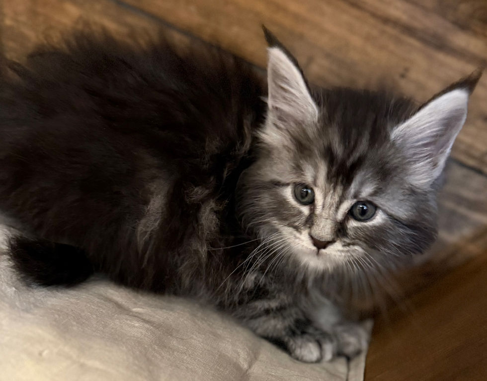 Bode- 6 weeks