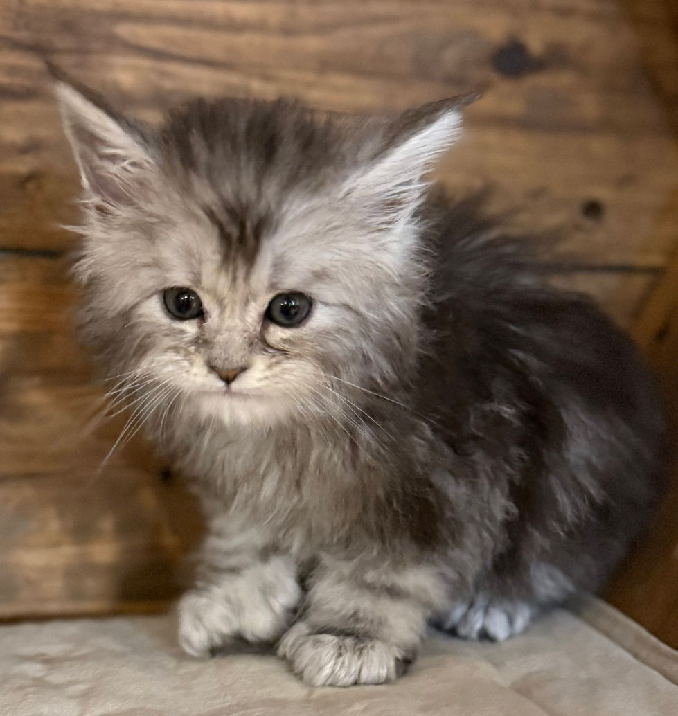 Bree- 6 weeks