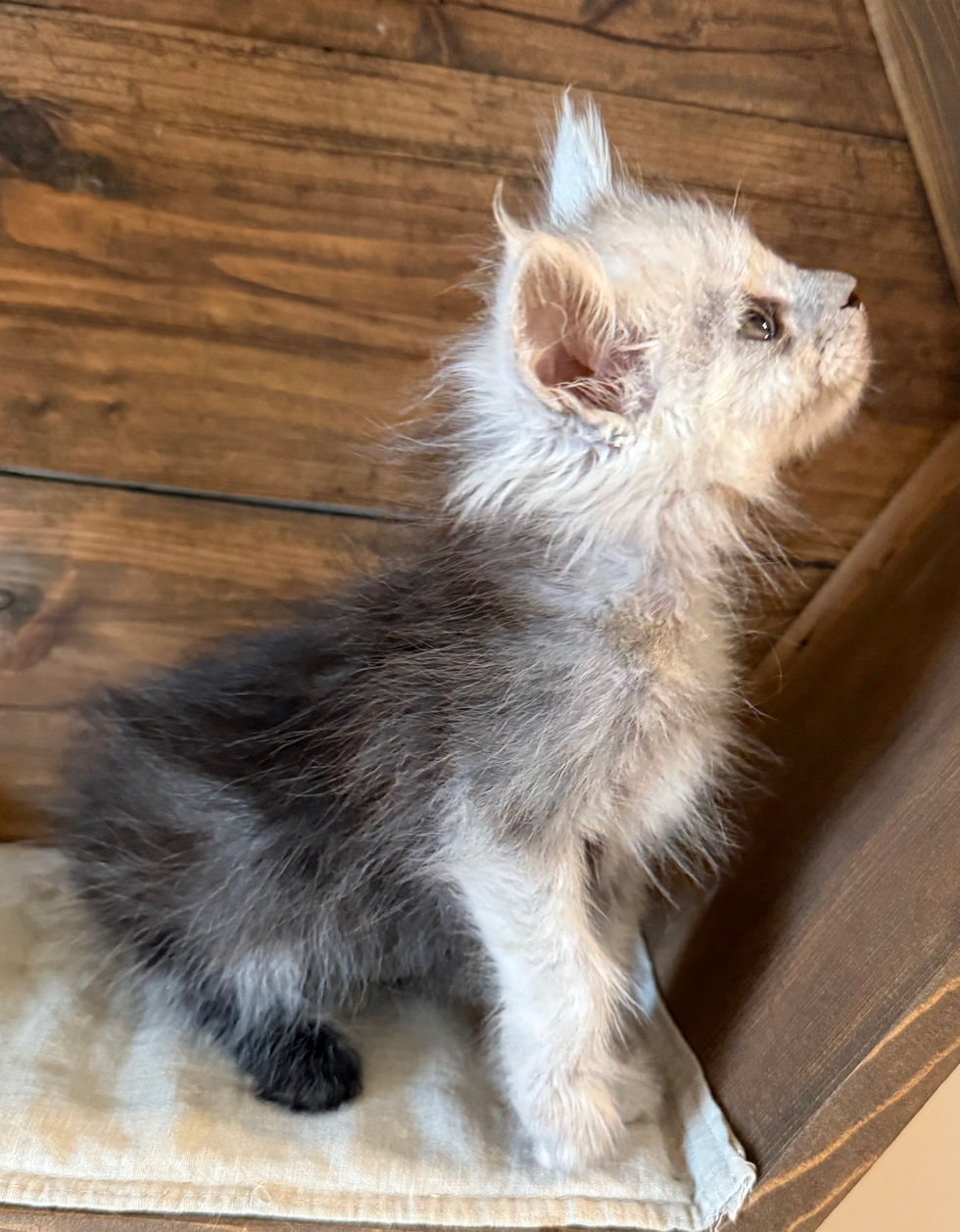 Ayla - 8 weeks