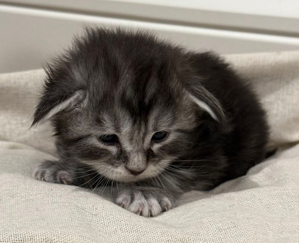 Bode- 3 weeks