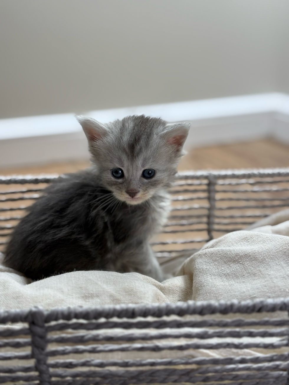 Astrid- 4 weeks