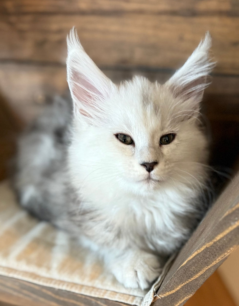 Calla- 8 weeks