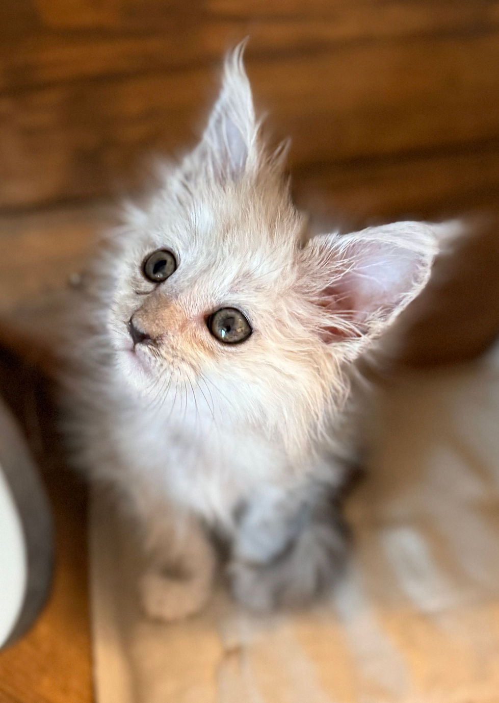 Atlas- 8 weeks