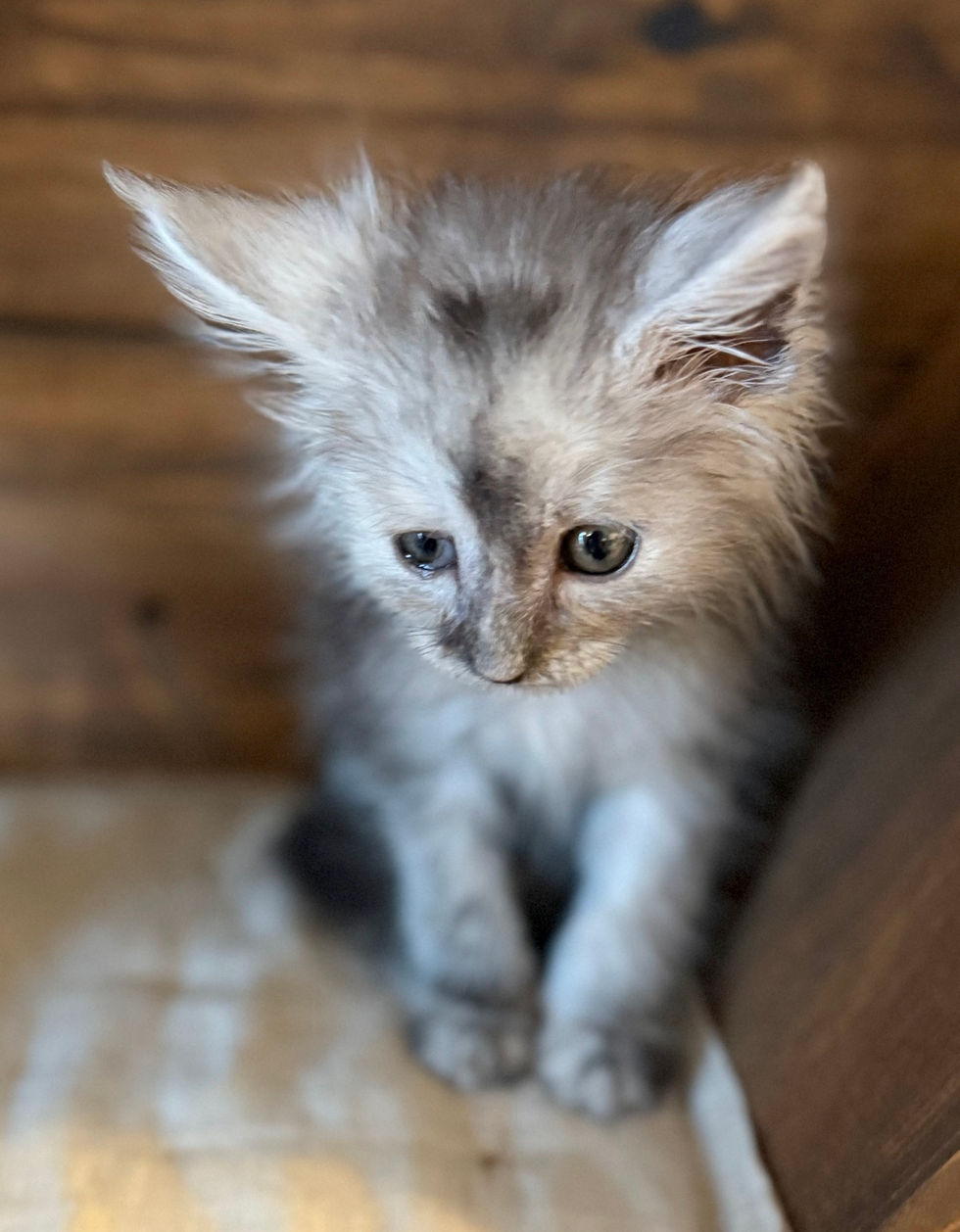Ash- 8 weeks