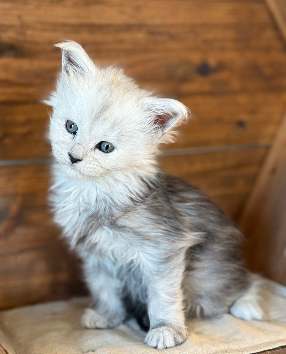 Cire- 5 weeks