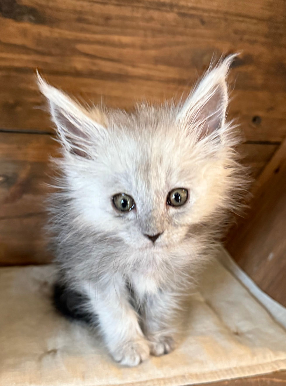 Ayla - 8 weeks