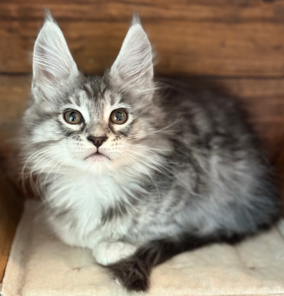 Danny - 10 weeks