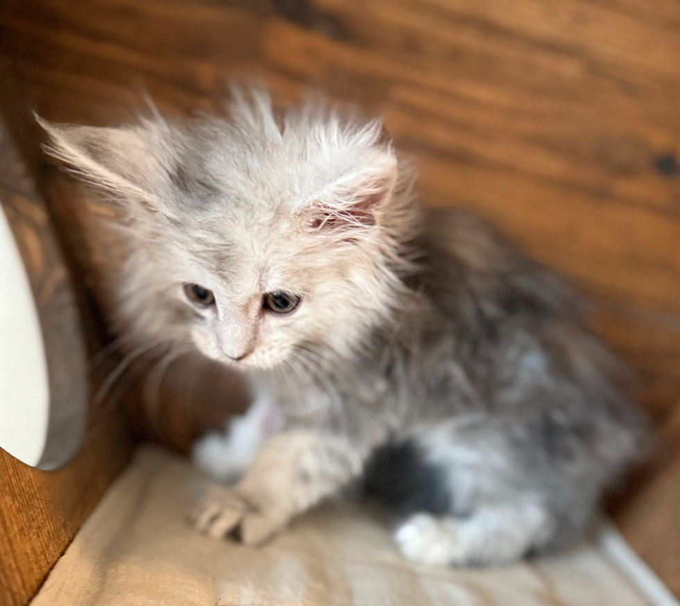 Azuree- 8 weeks