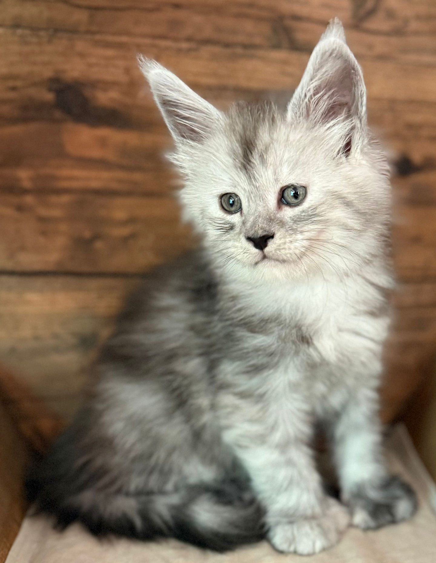 Harry- 6 weeks #39