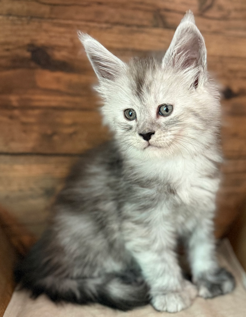 Harry- 6 weeks #39