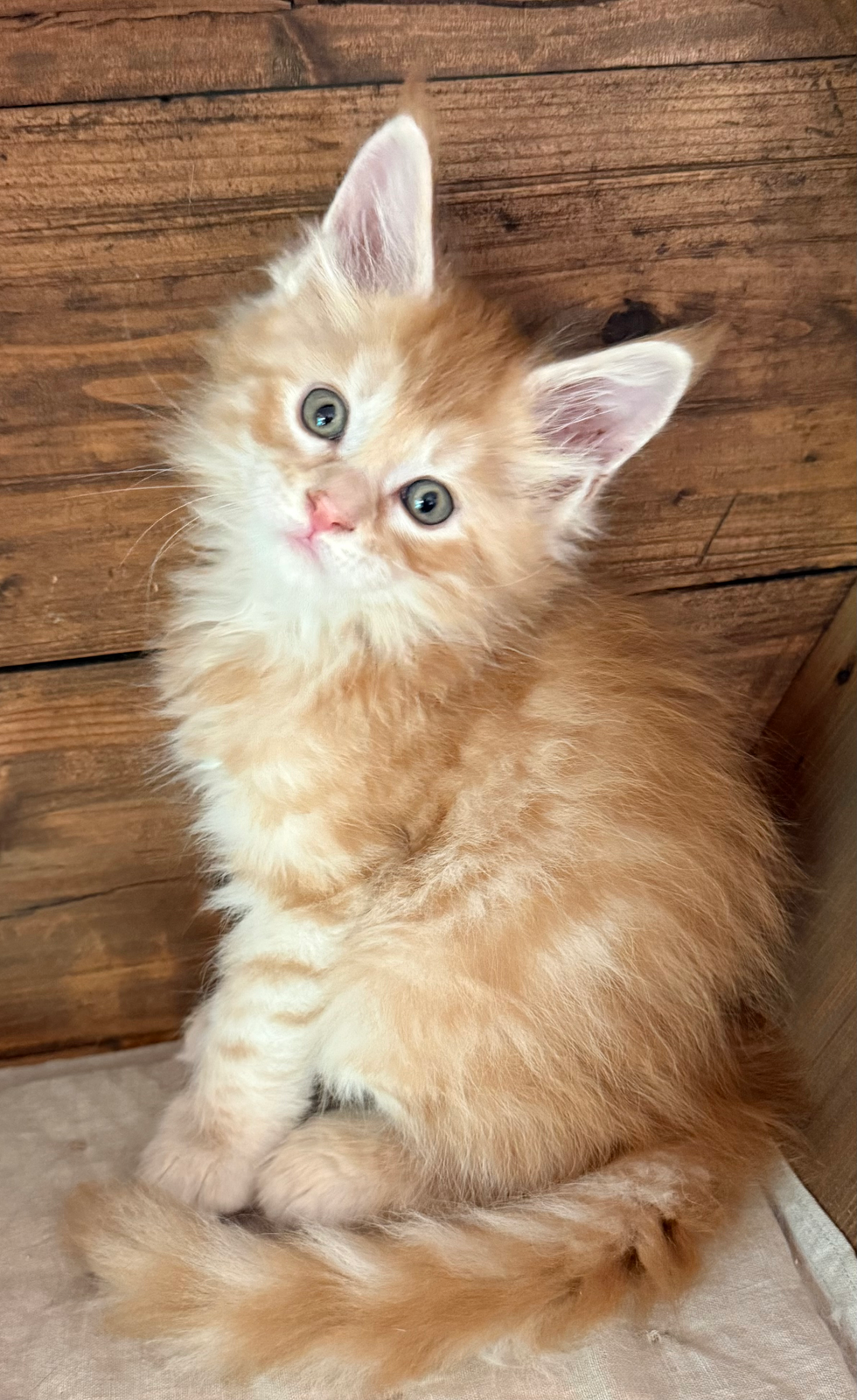 Isaac- 6 weeks #15