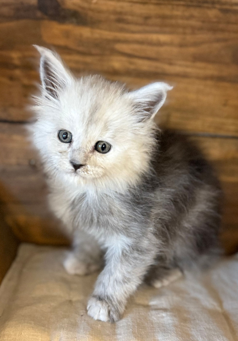 Cire- 6 weeks