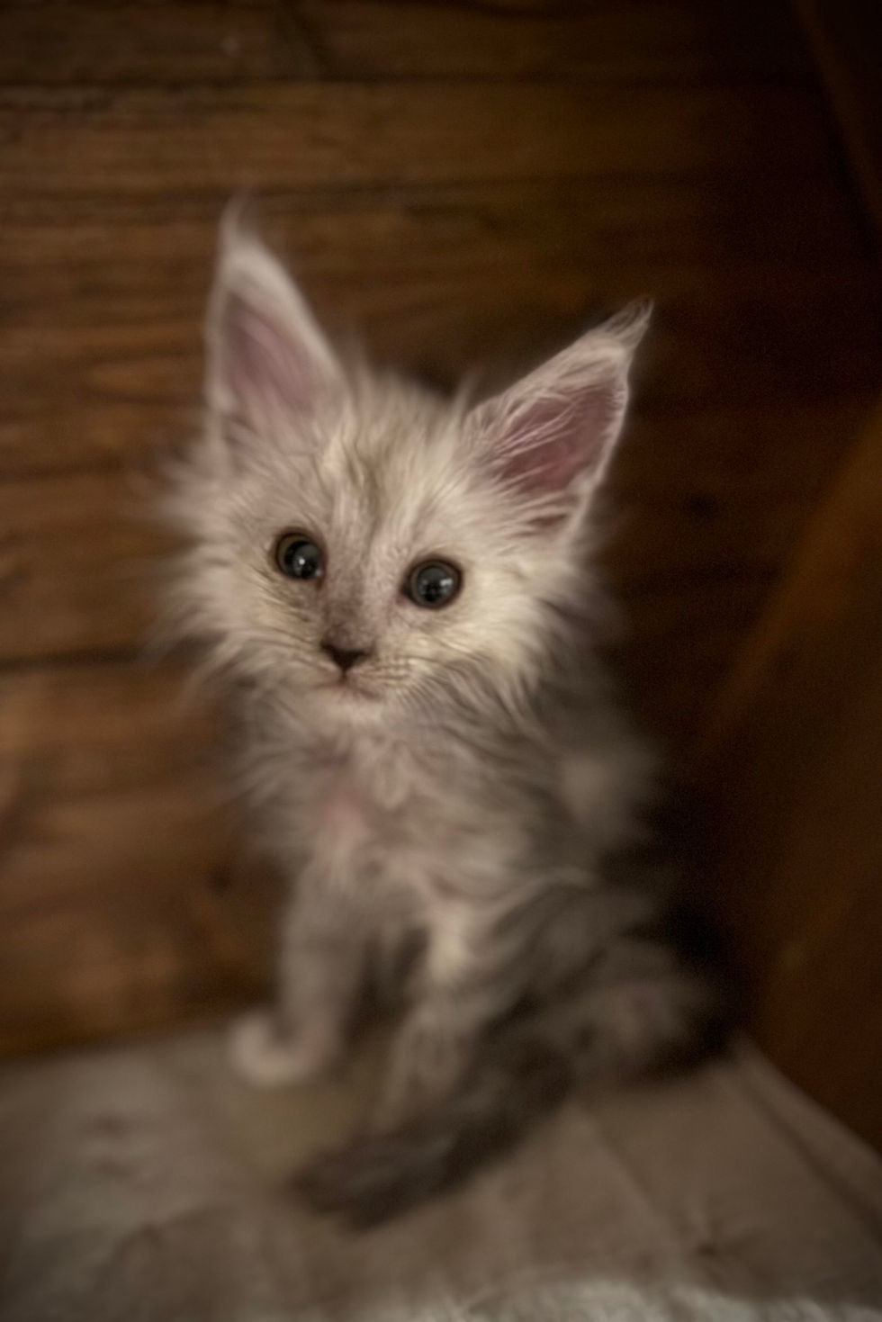 Atlas- 9 weeks