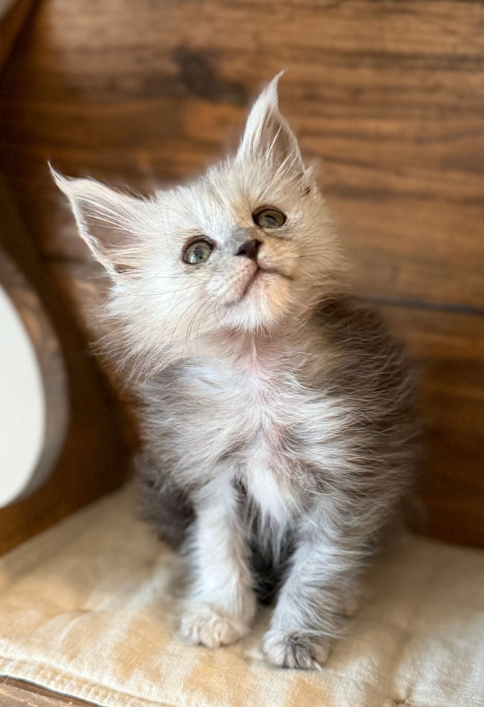 Ayla - 8 weeks