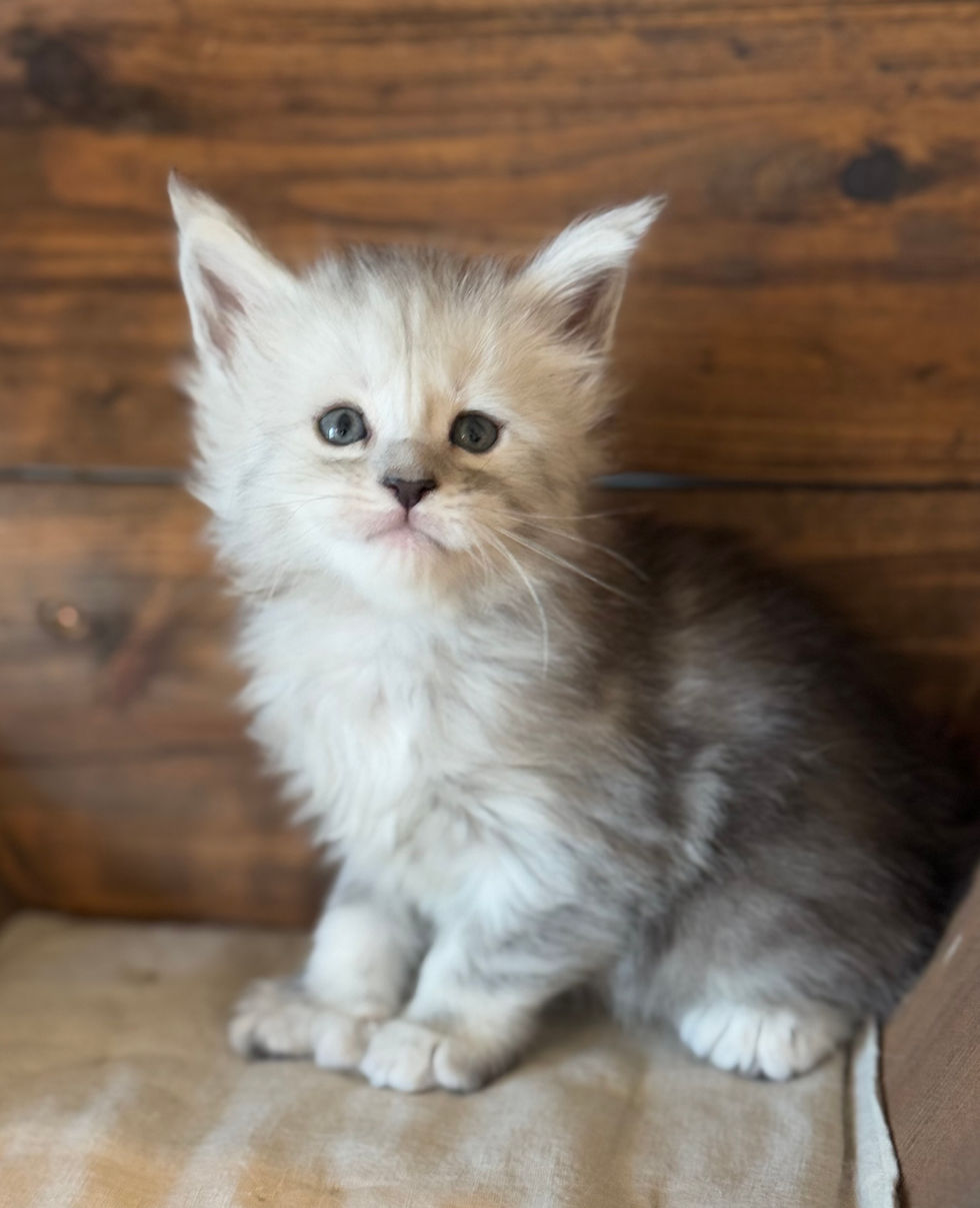 Brinley- 5 weeks