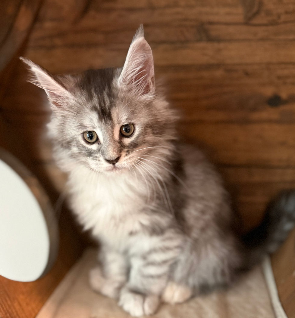 Joy- 8 weeks