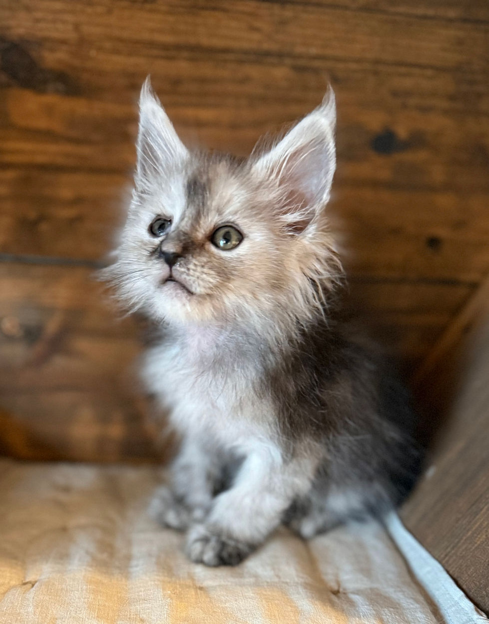 Ash- 8 weeks