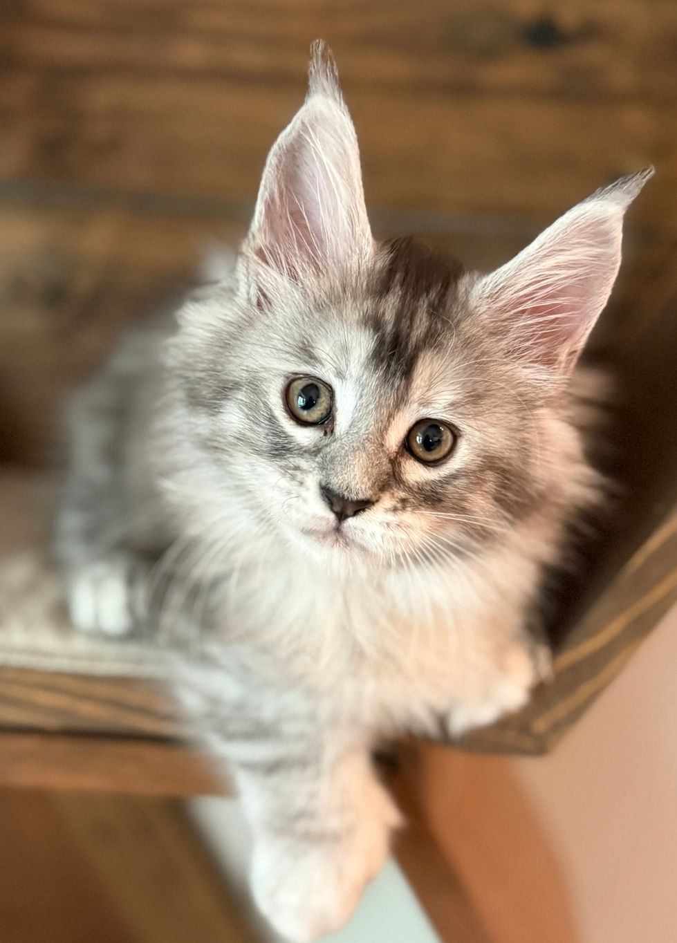 Joy- 8 weeks