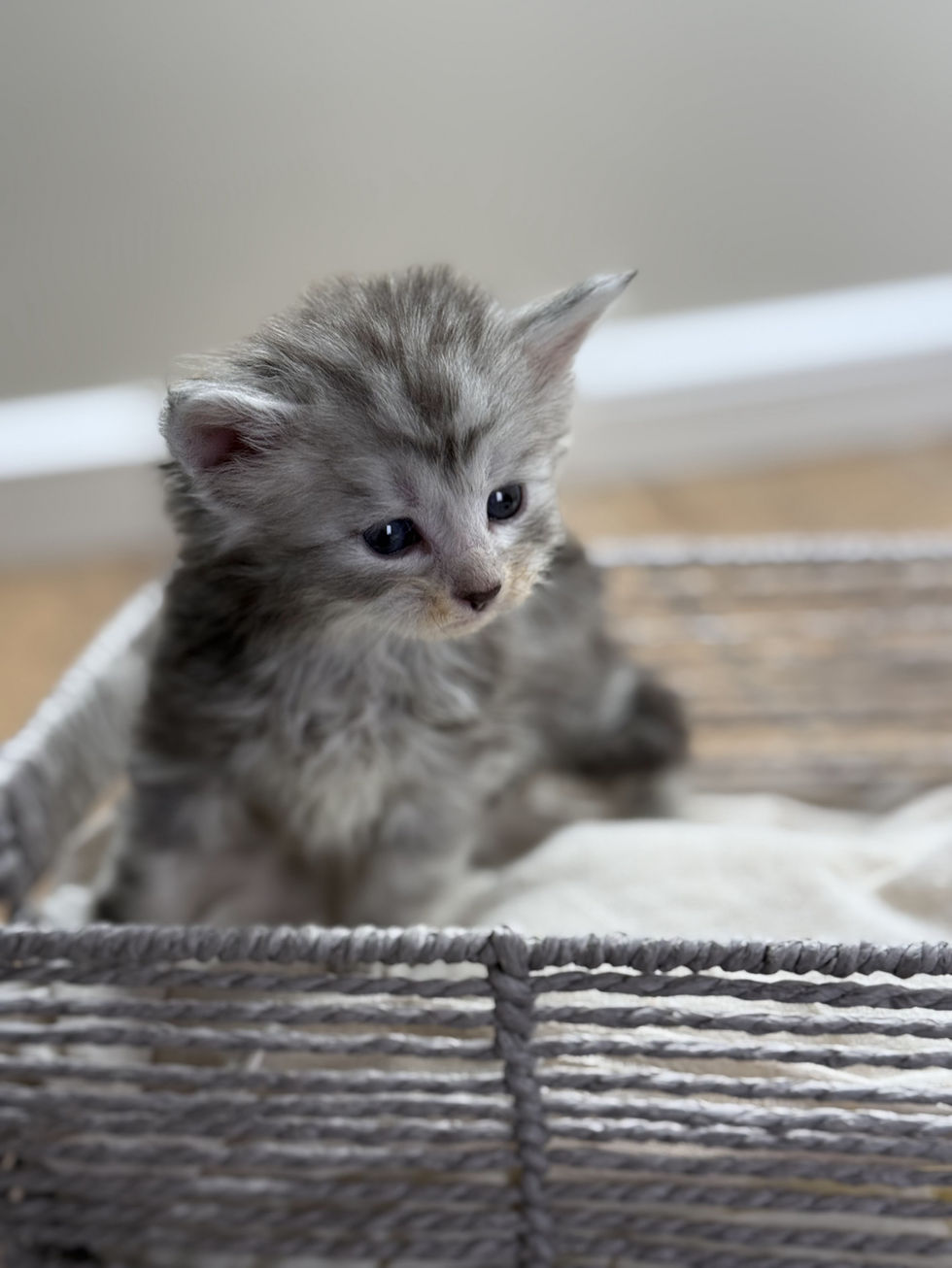 Axel- 4 weeks