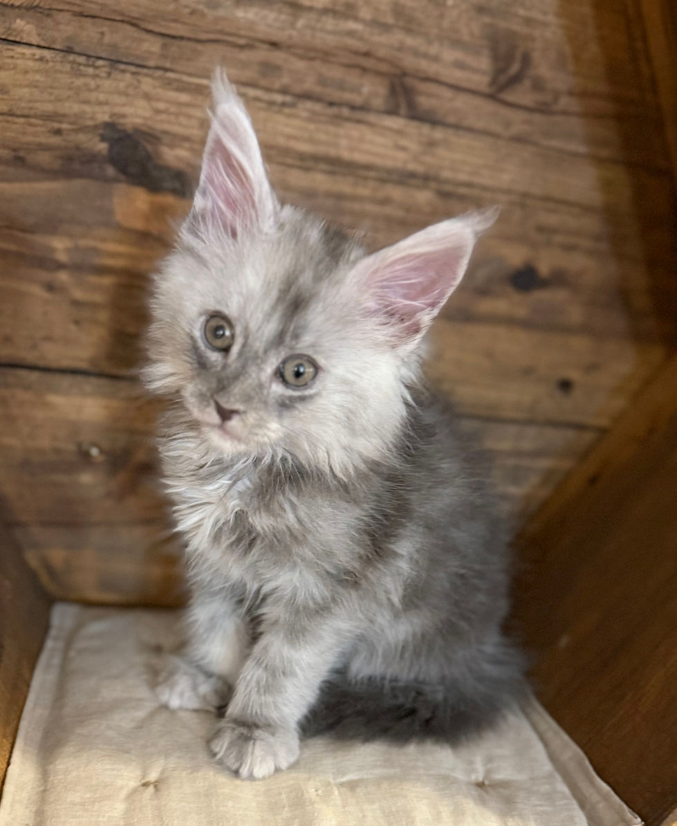 Atreyu-8 weeks
