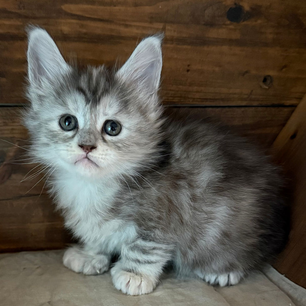 Josie- 5 weeks