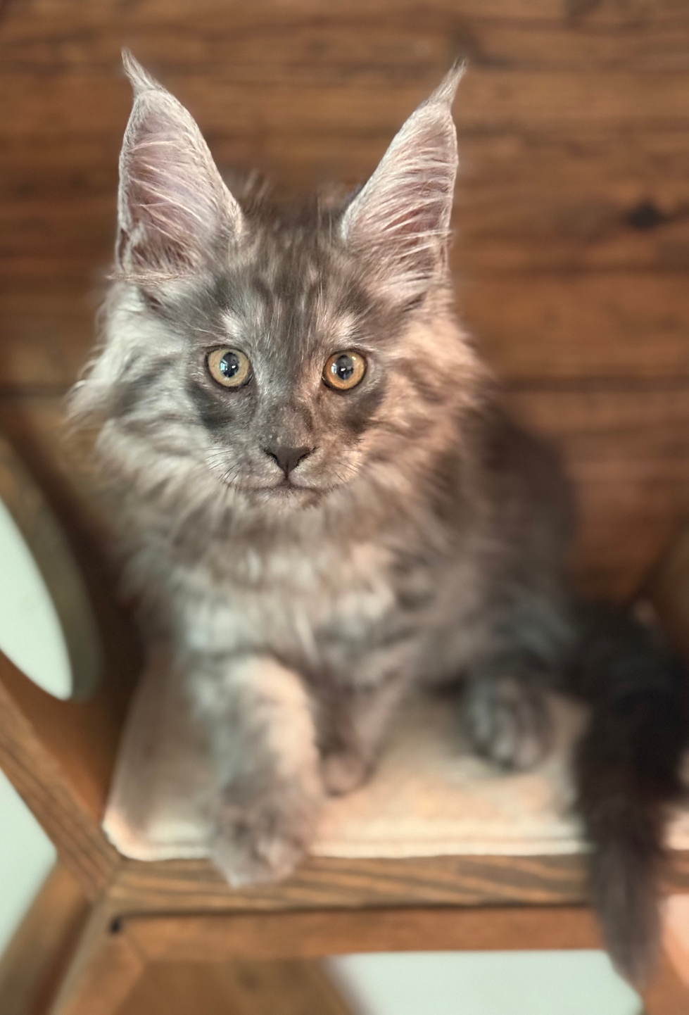  D'Artagnan - 10 Weeks