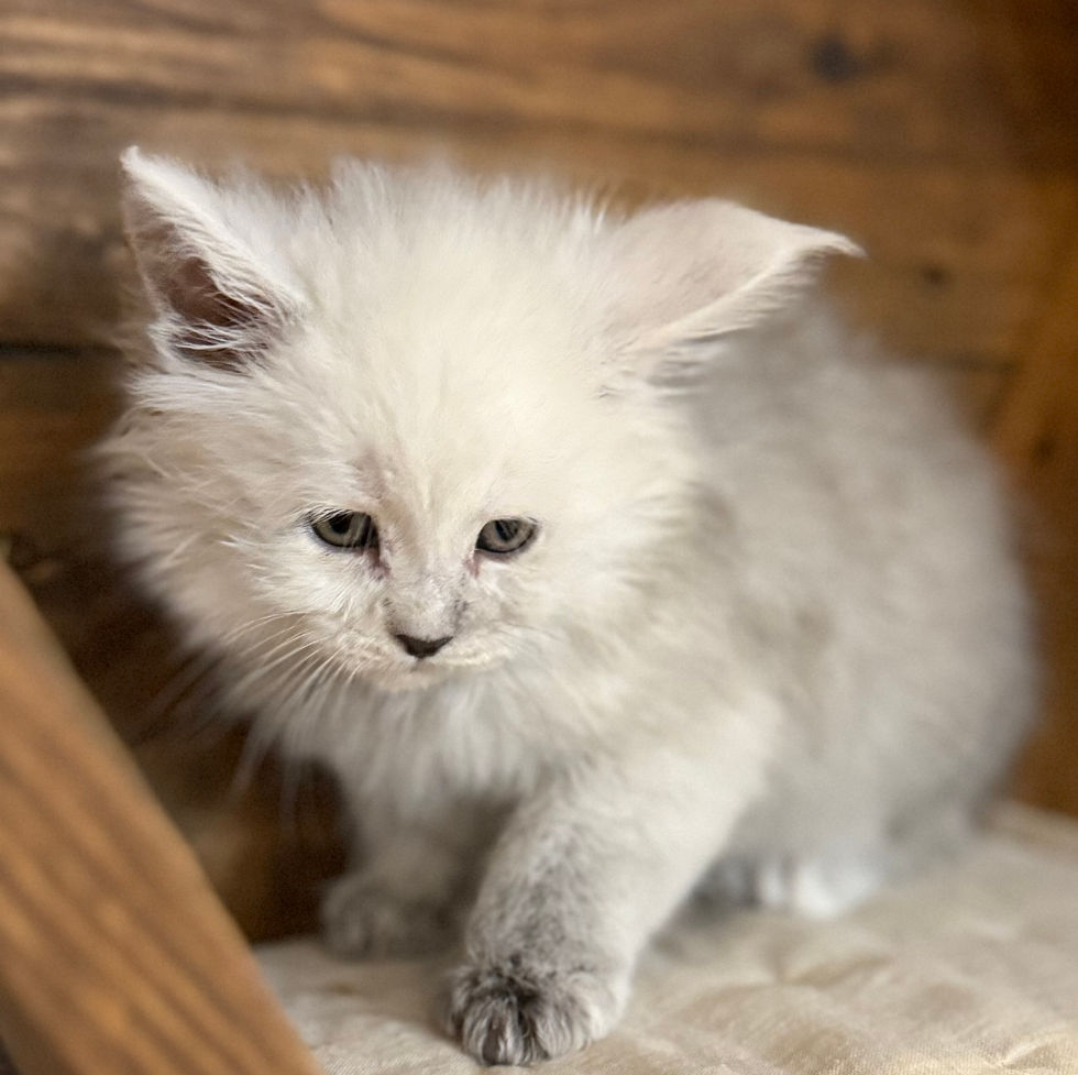 Celeste- 6 weeks