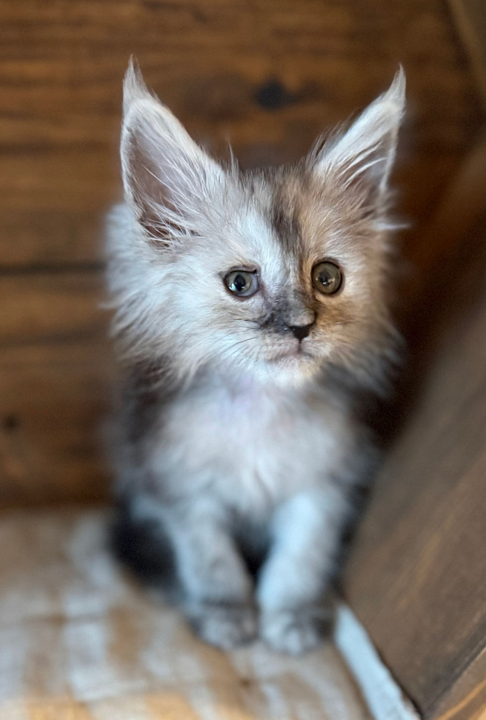 Ash- 8 weeks