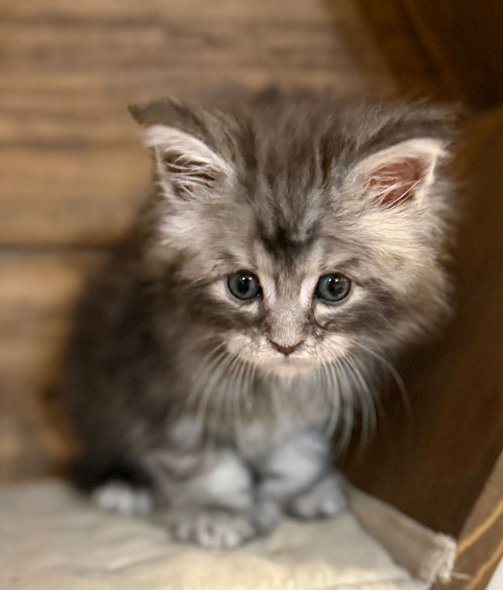 Boulder- 6 weeks