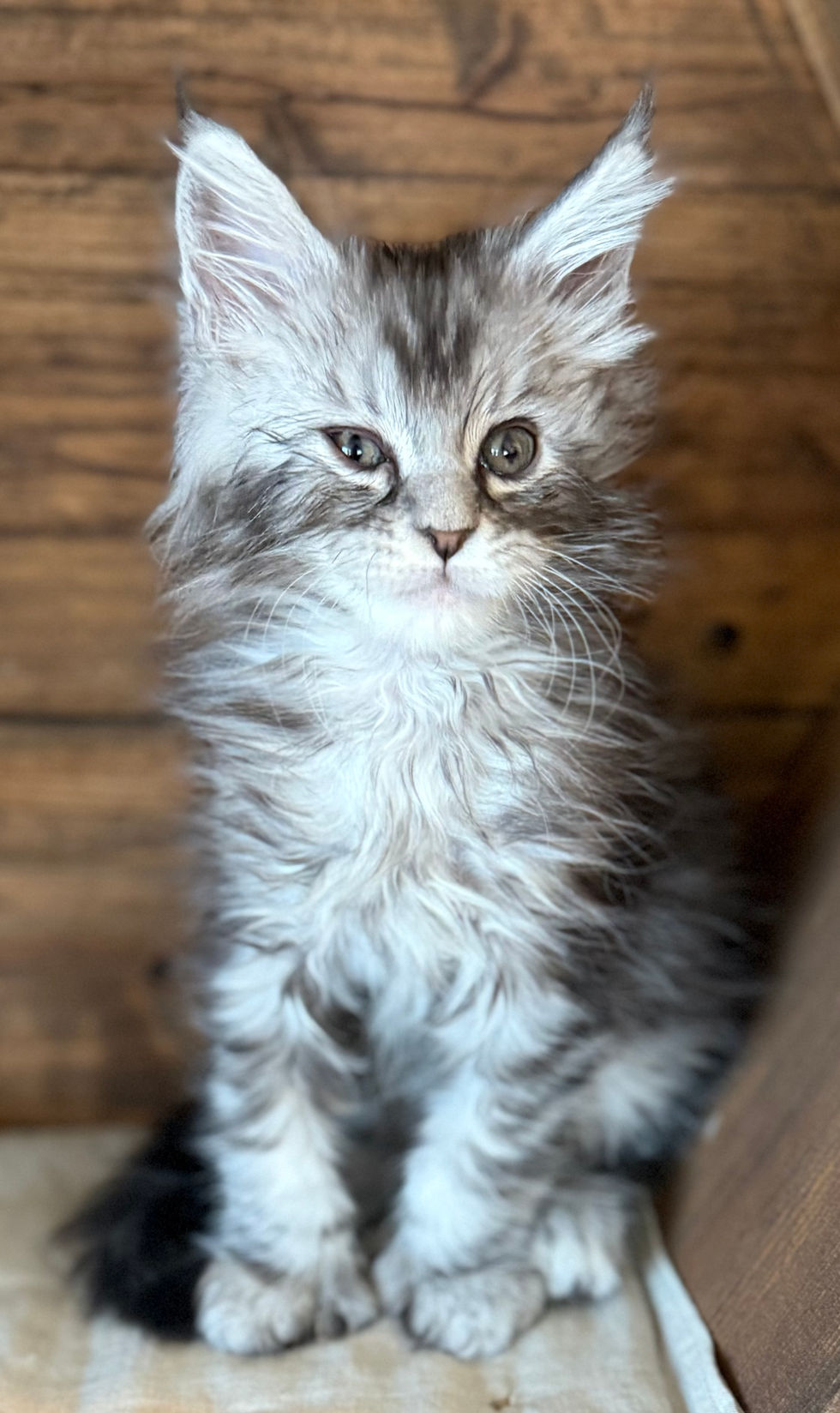 Bree- 8 weeks